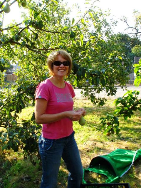 Fruit Tree Harvest